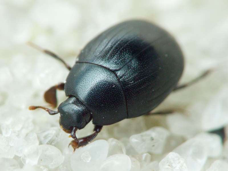 Dendrophilus (Dendrophilus) punctatus (Herbst, 1792)